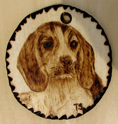 beagle canis domesticus